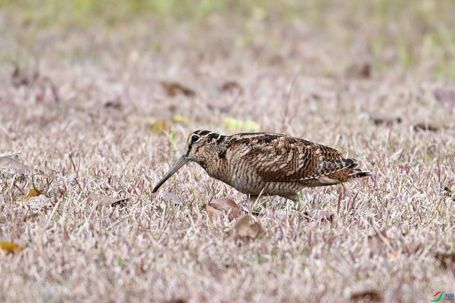 DSC_8658.JPG