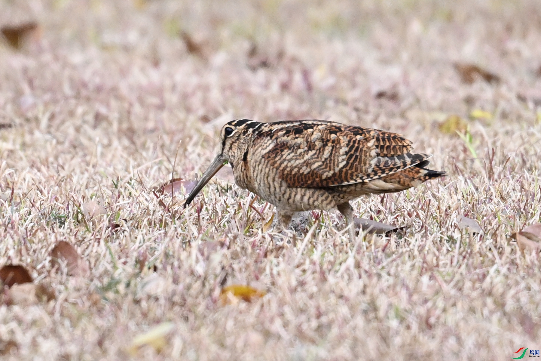 DSC_8660.JPG