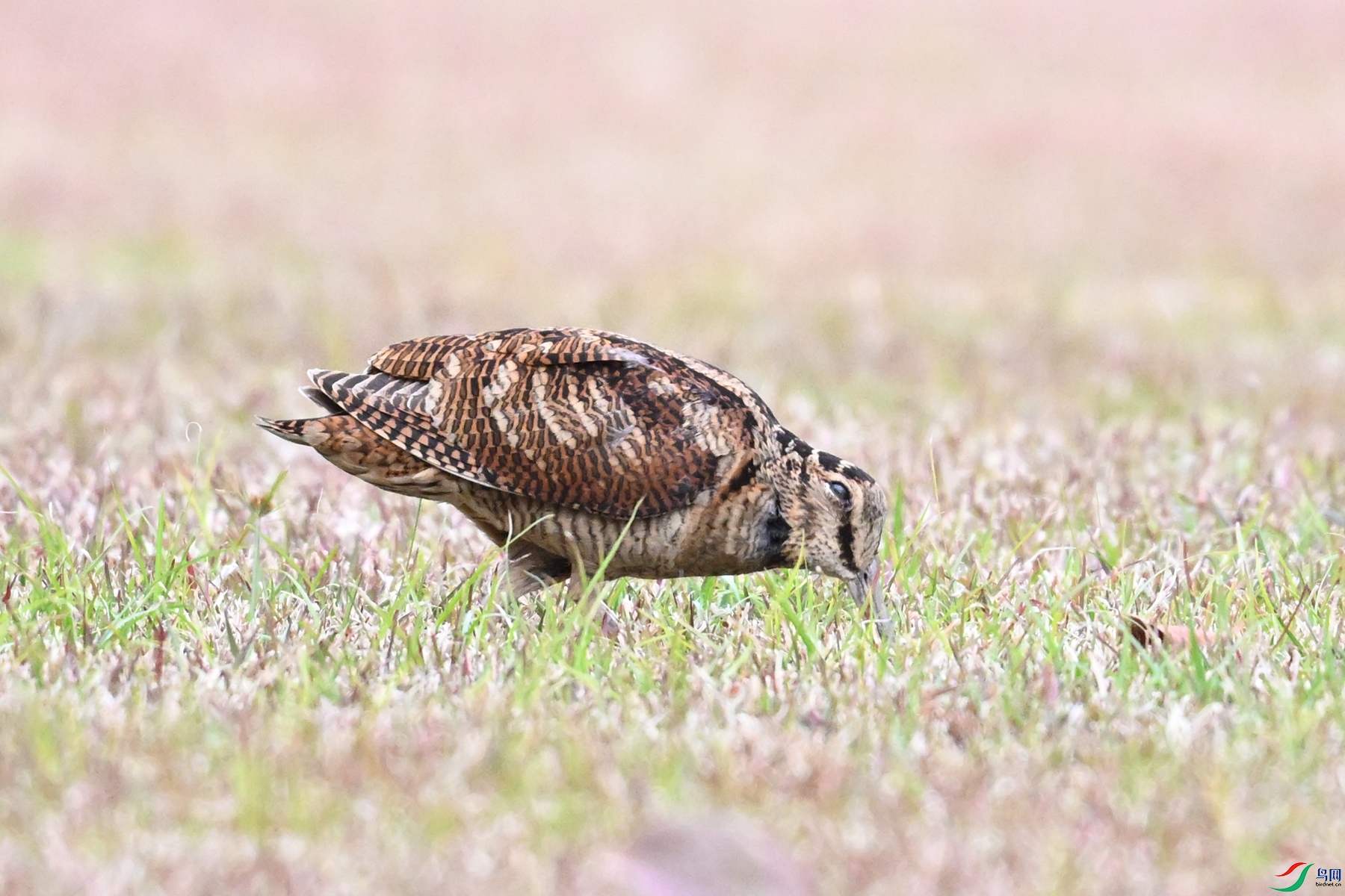 DSC_8695.JPG