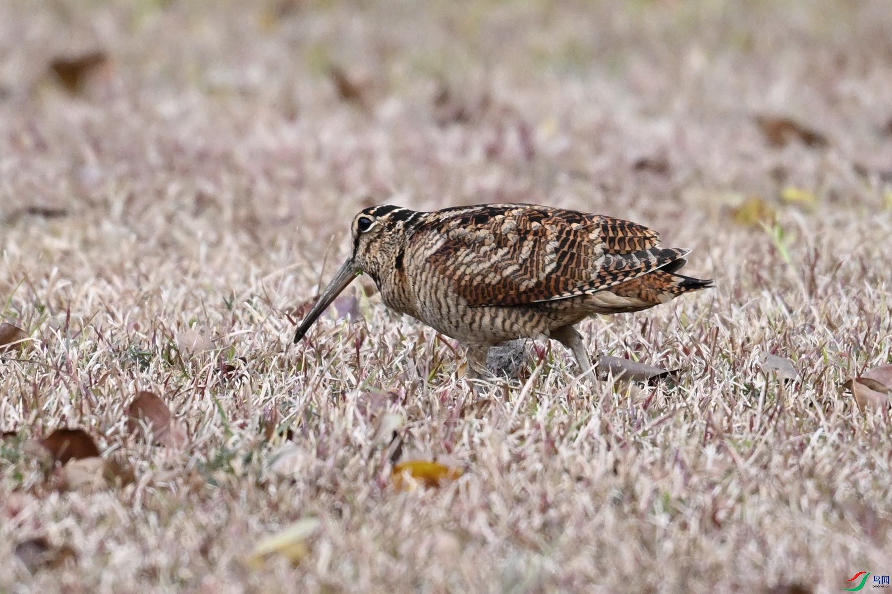 DSC_8661.JPG