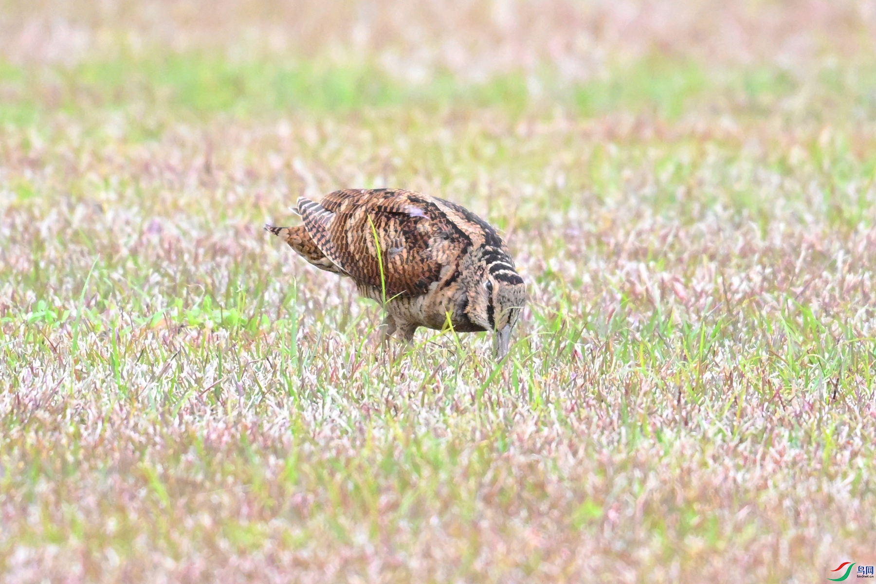 DSC_8669.JPG