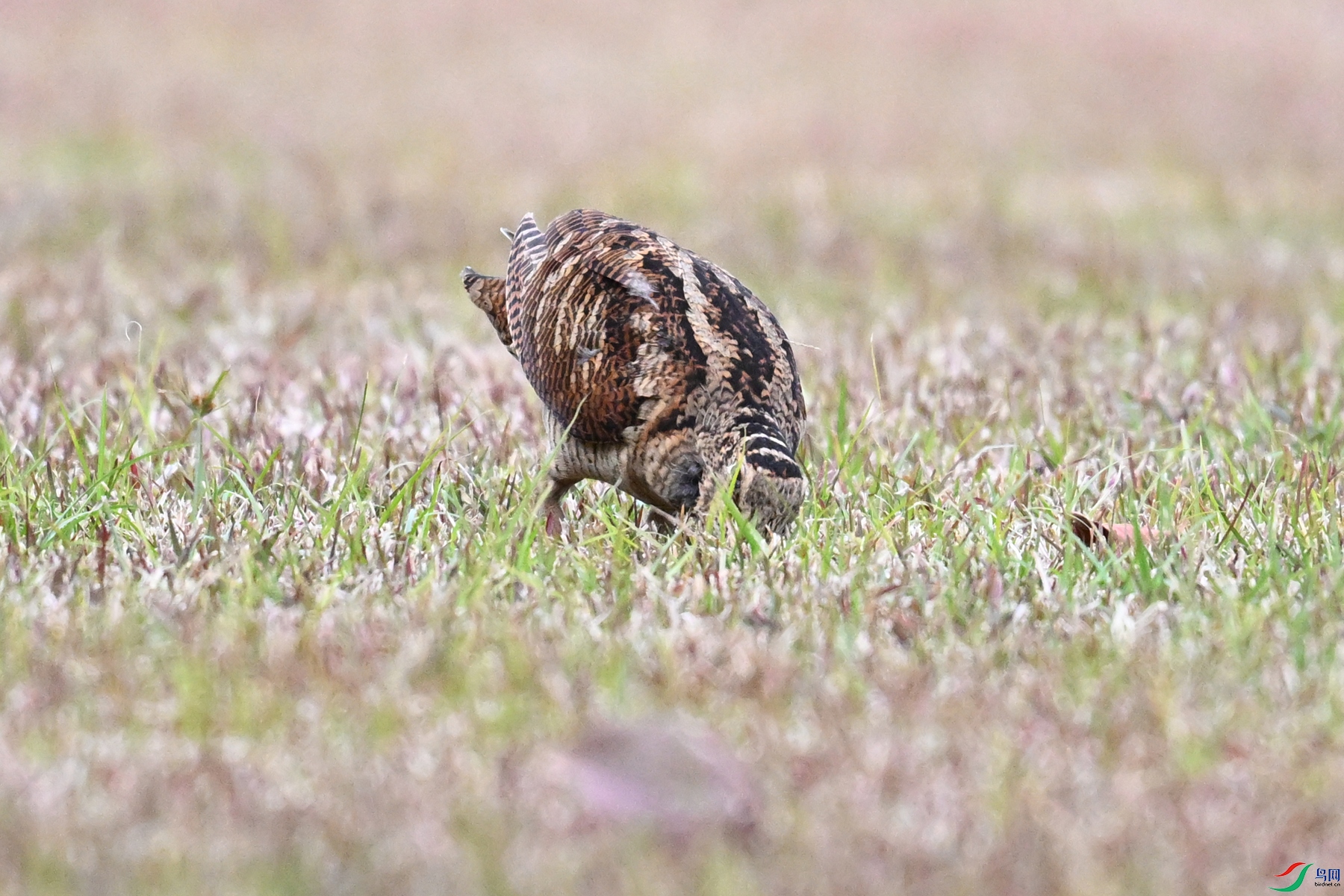 DSC_8699.JPG