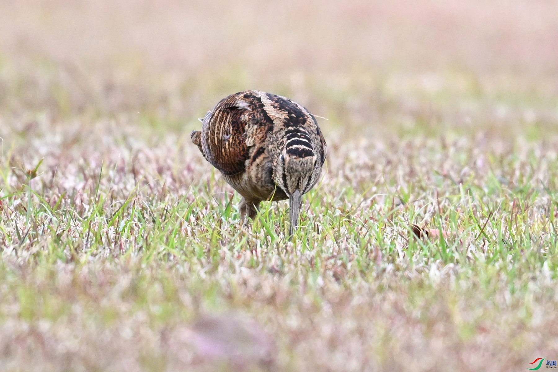 DSC_8701.JPG
