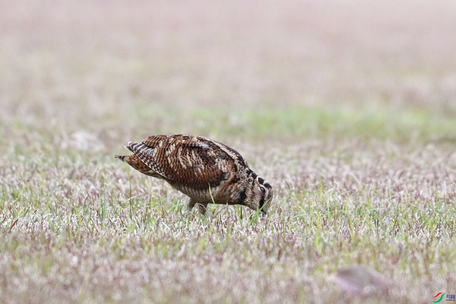 DSC_8680.JPG