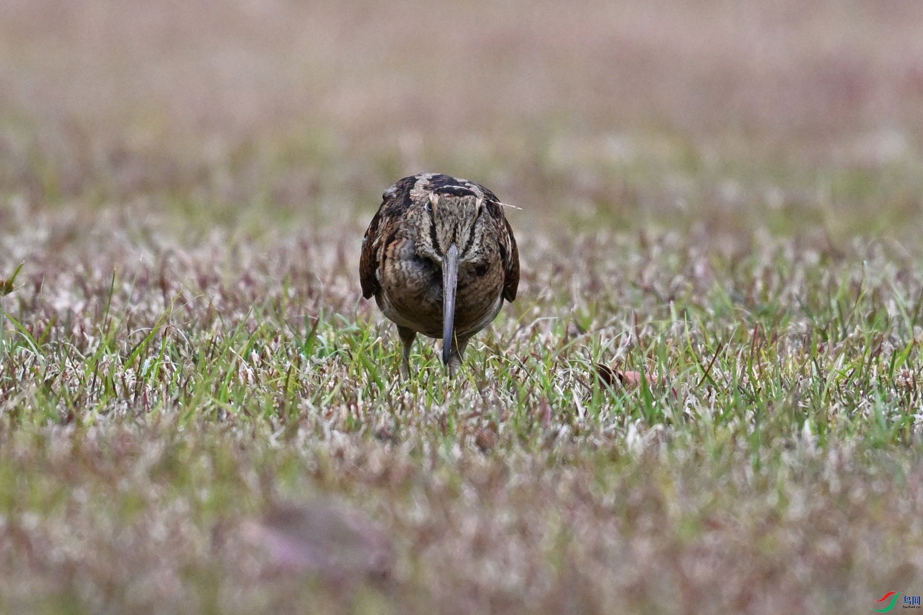 DSC_8704.JPG