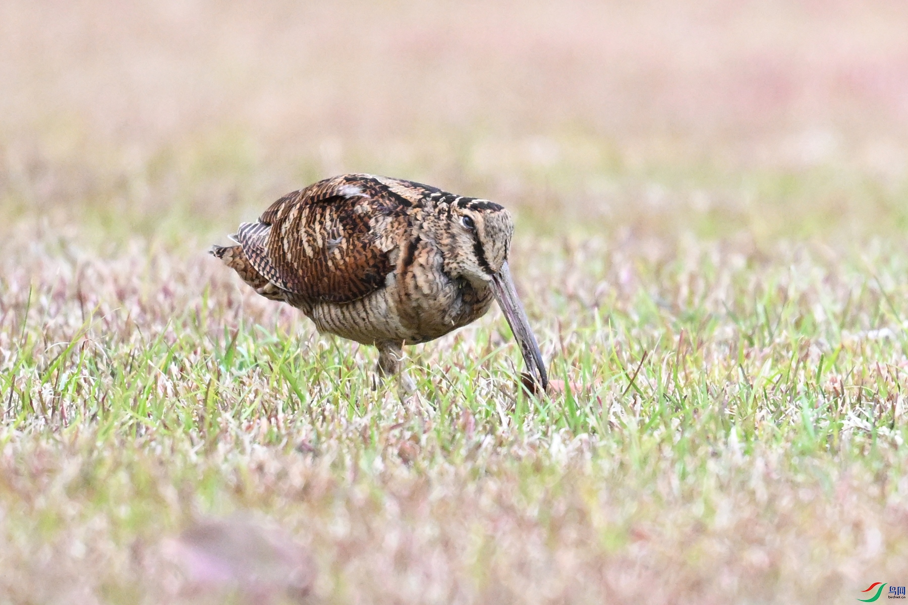 DSC_8707.JPG