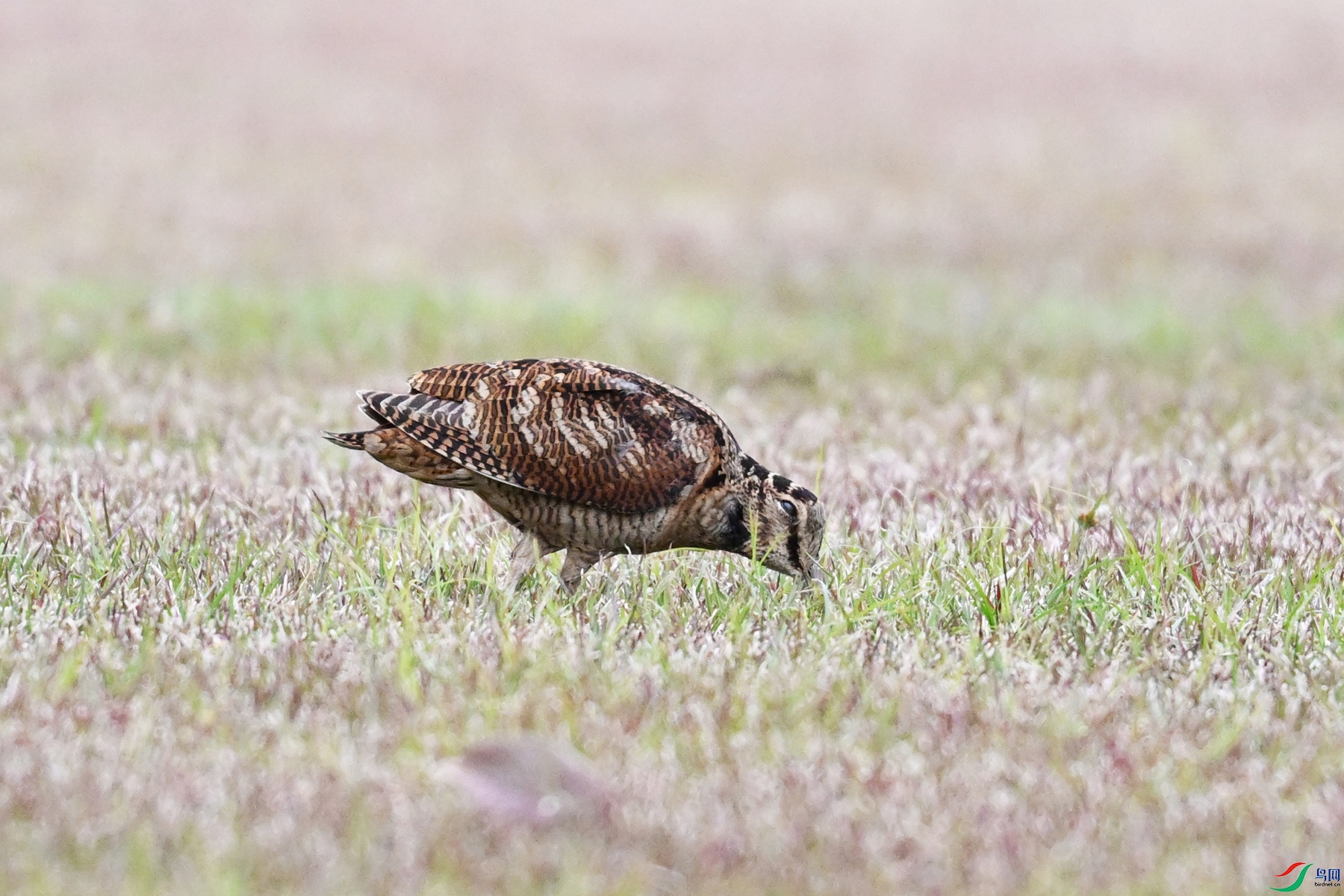 DSC_8685.JPG