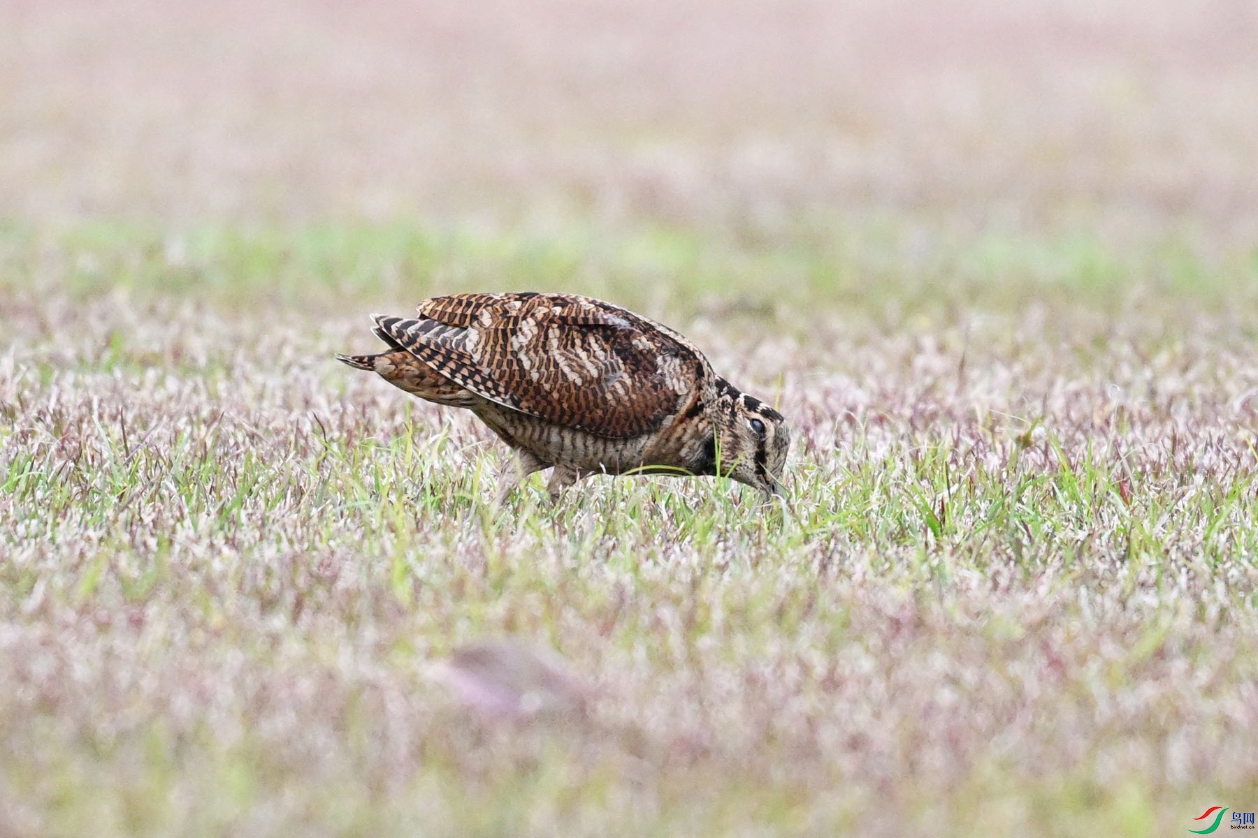 DSC_8687.JPG