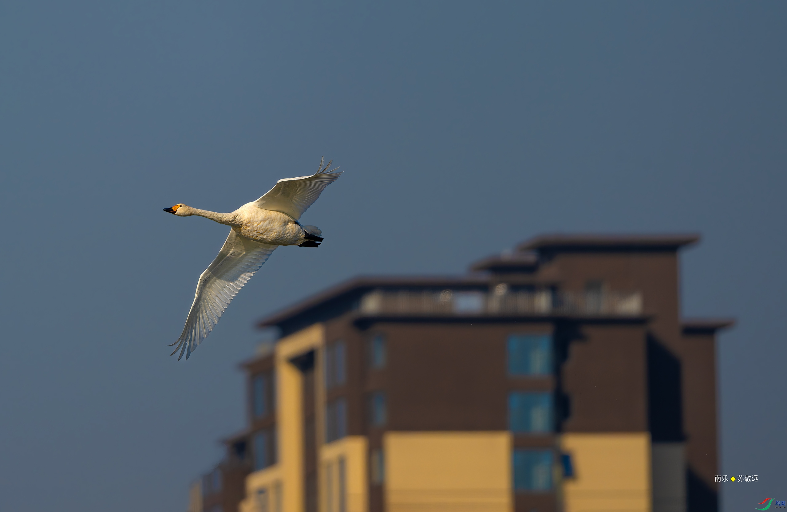 _DSC4117-DxO_С.jpg