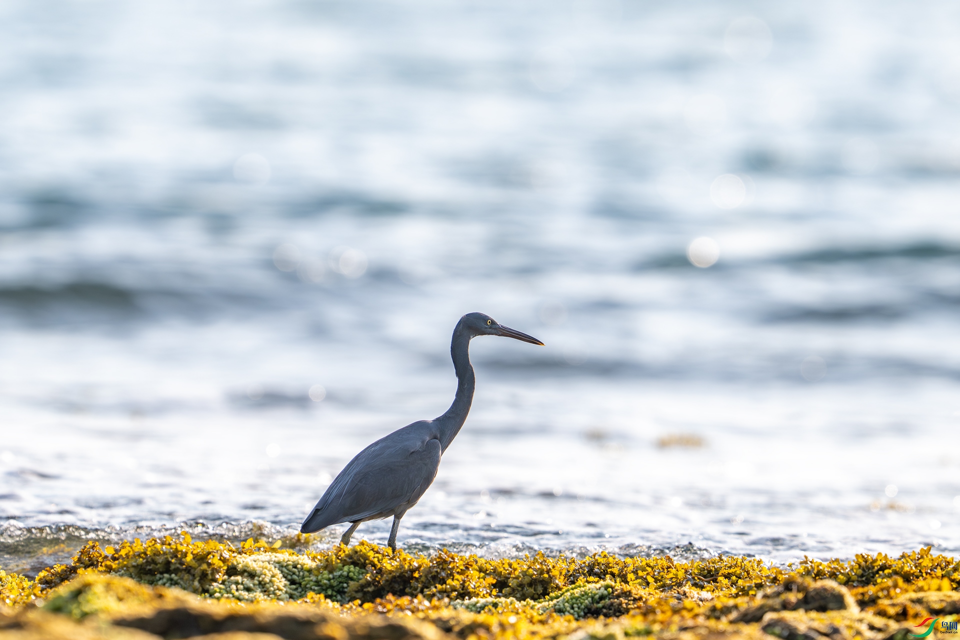 DSC_7161-1.jpg
