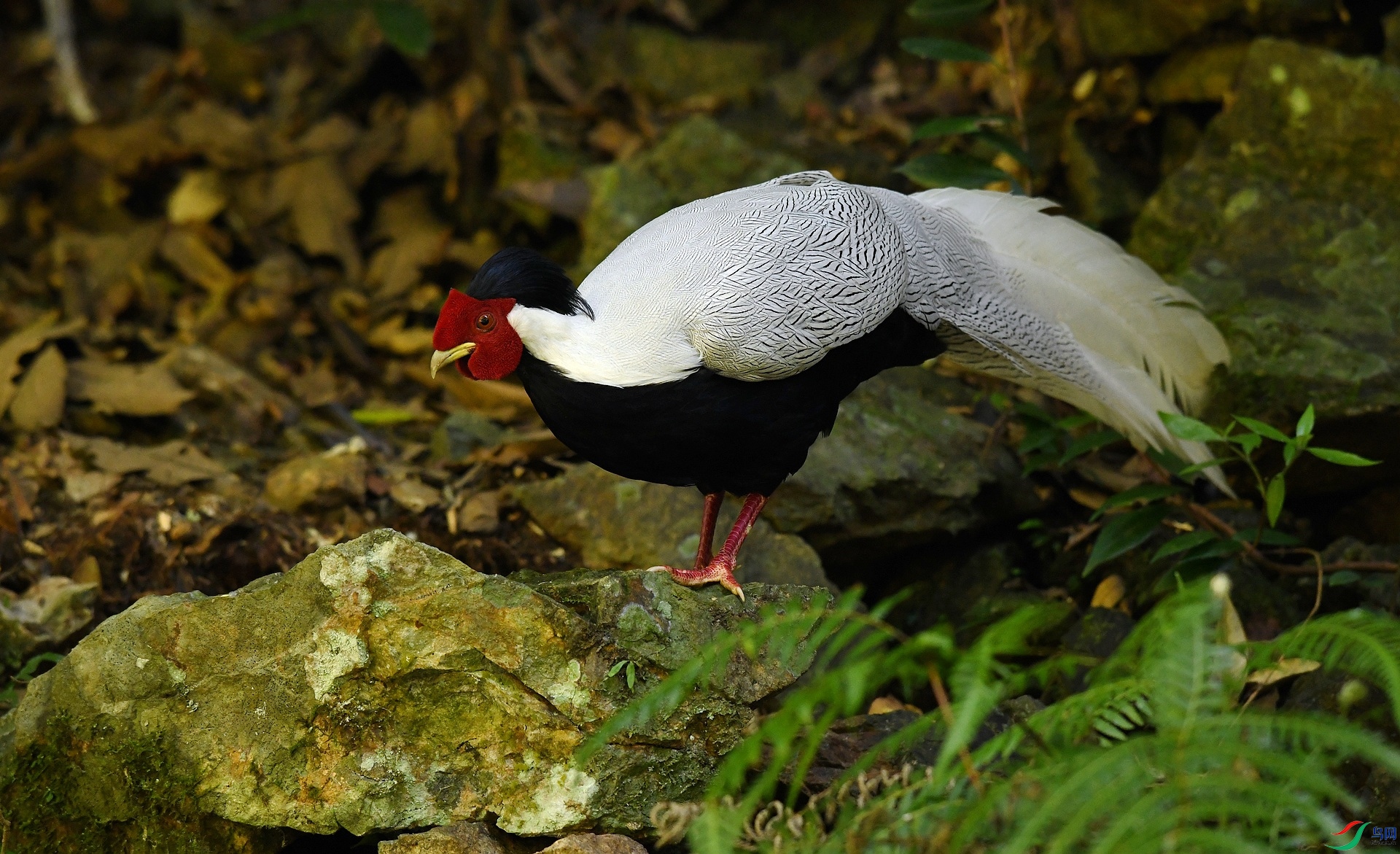 DSC_2608.jpg