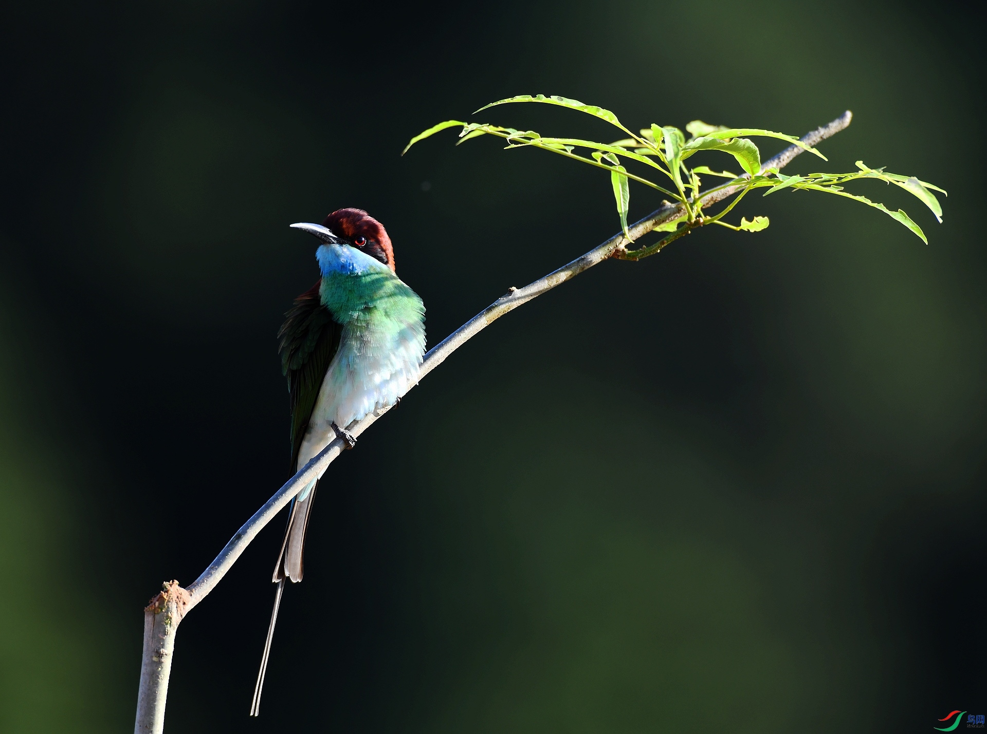DSC_2996.jpg