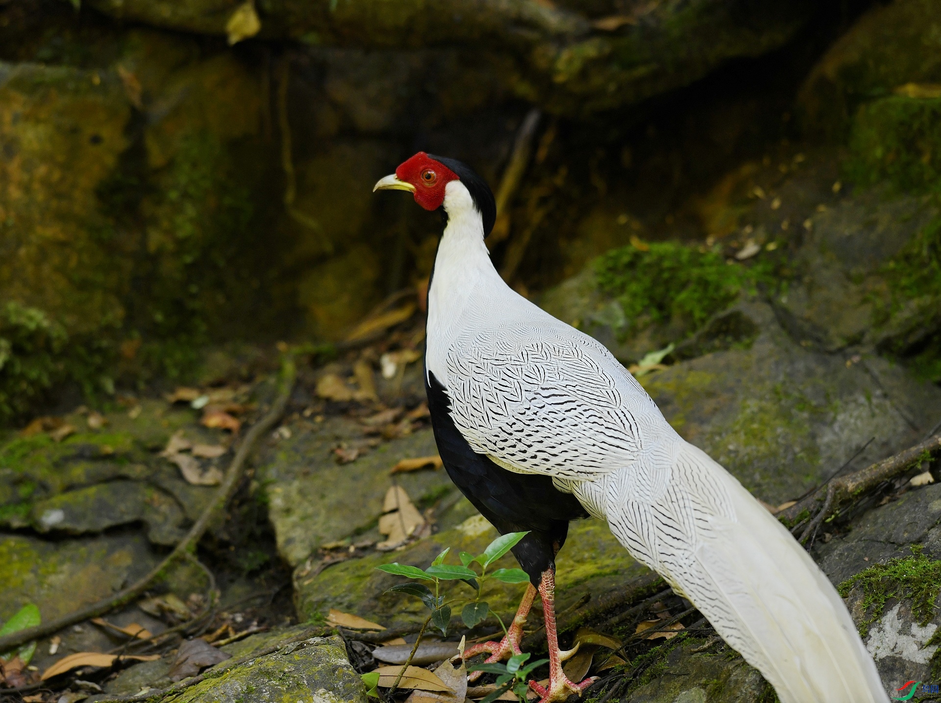 DSC_2499.jpg
