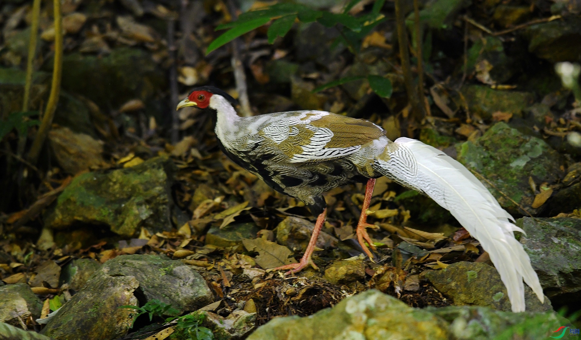 DSC_2505.jpg
