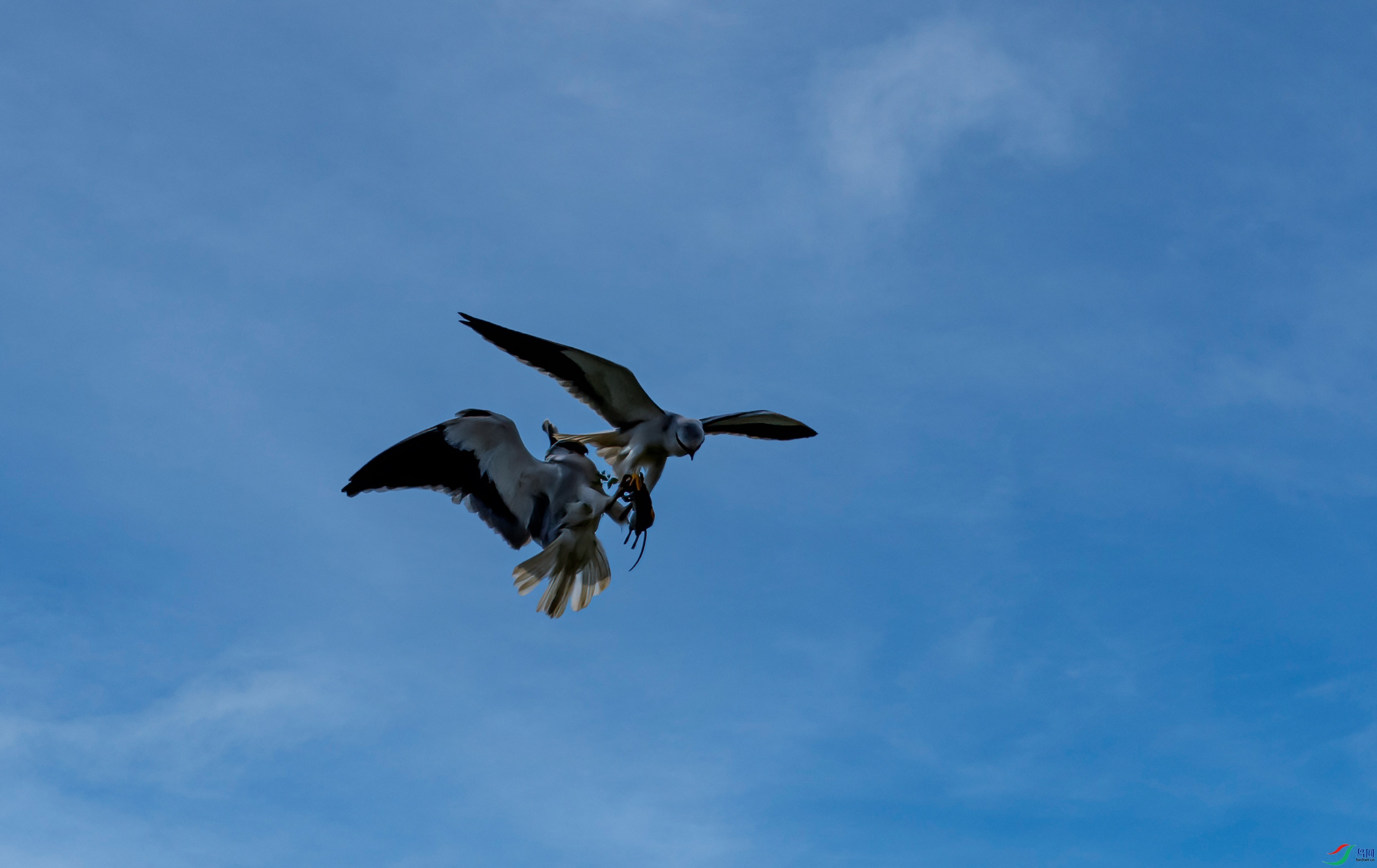 DSC_8123-1.jpg
