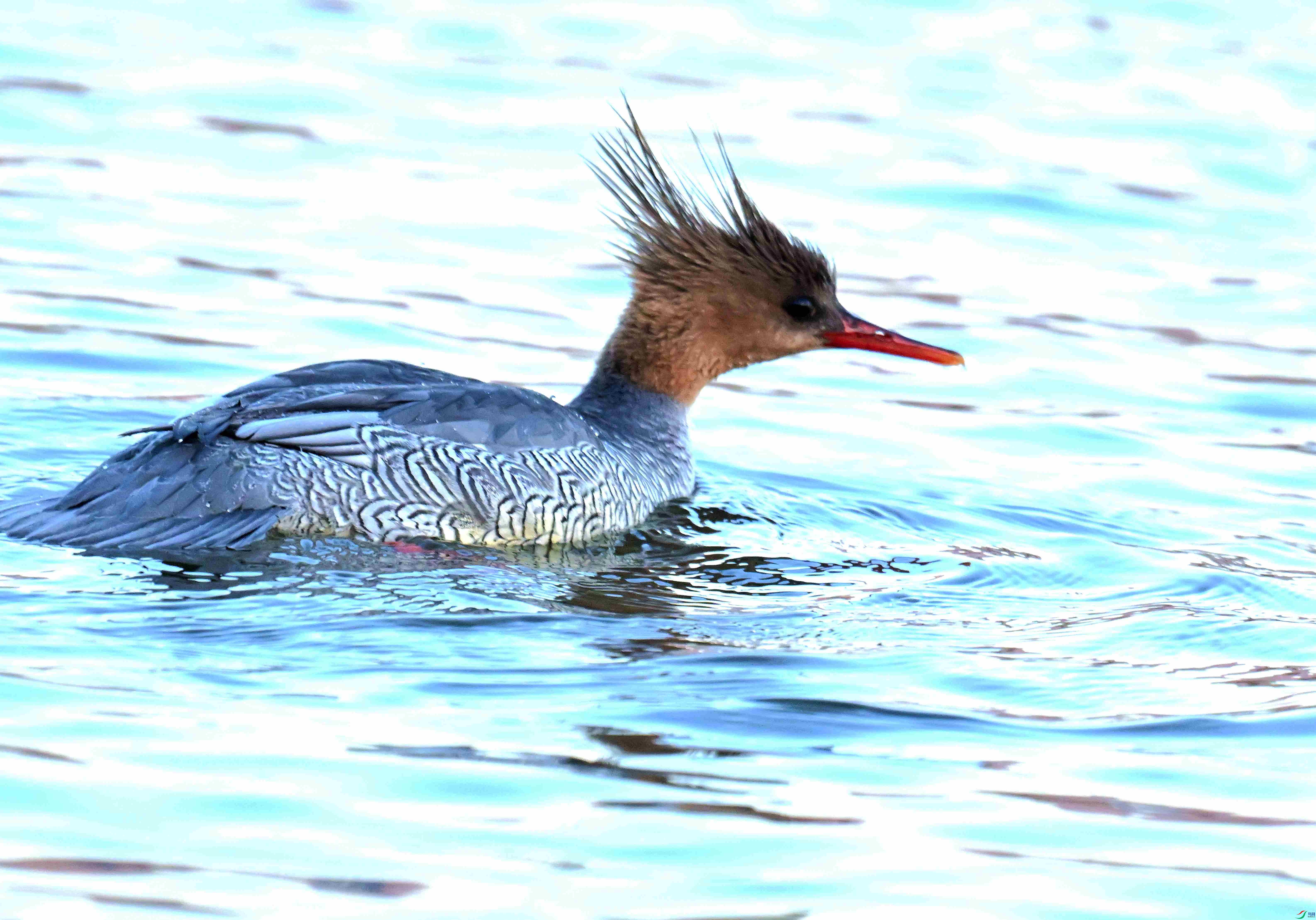 DSC_5762.JPG