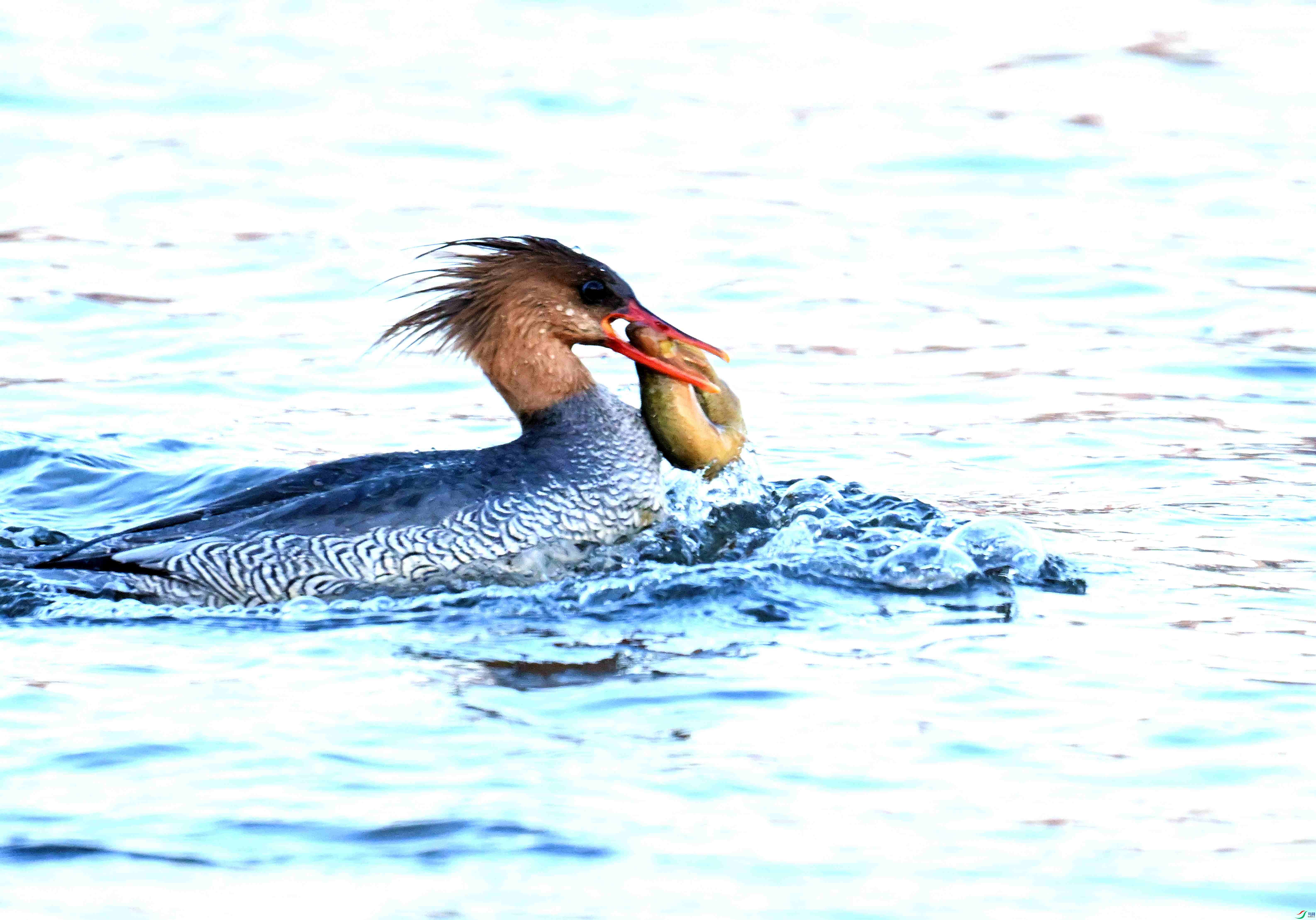 DSC_6061.JPG