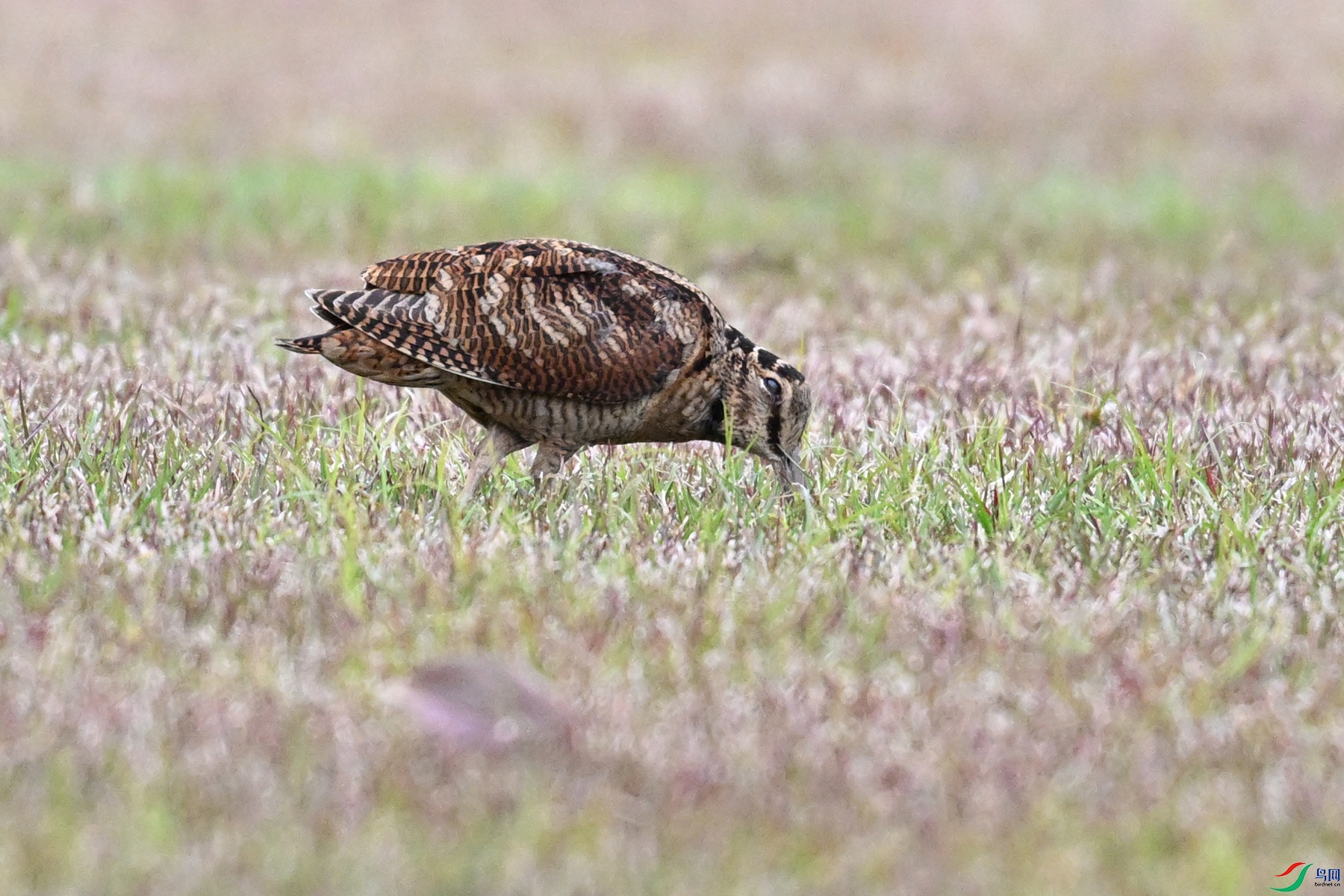 DSC_8688.JPG