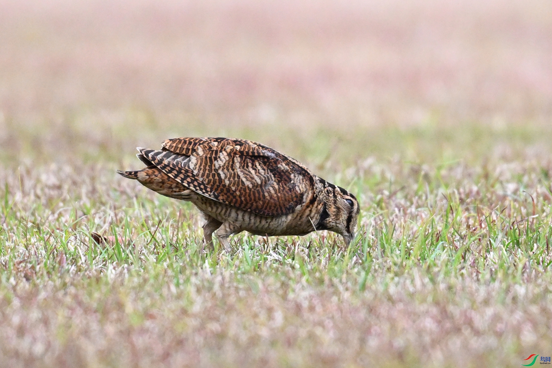 DSC_8727.JPG