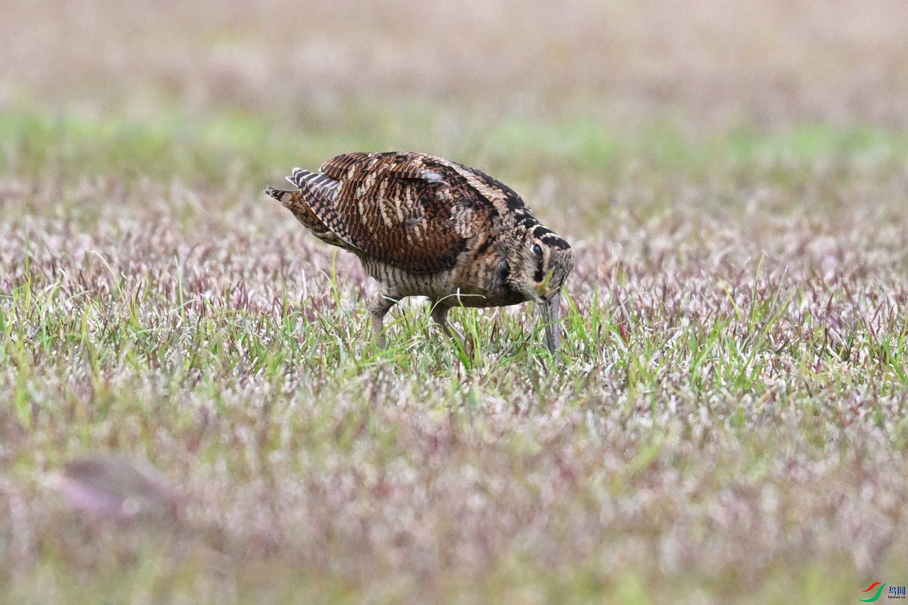 DSC_8690.JPG
