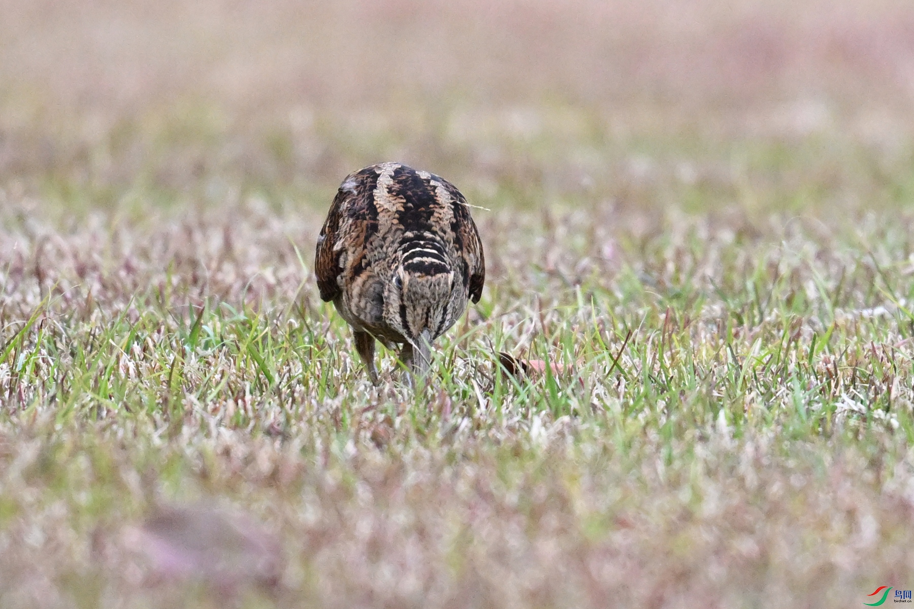 DSC_8716.JPG