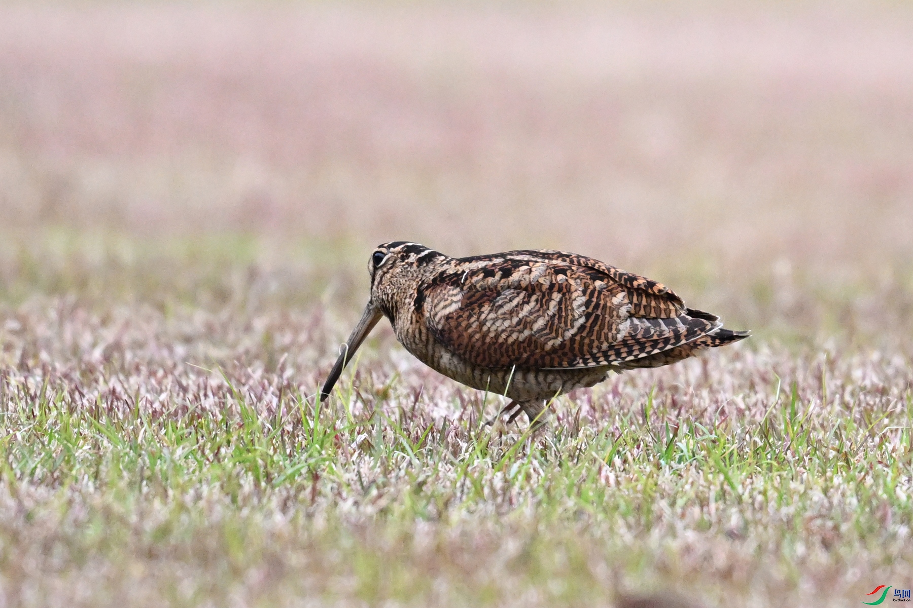DSC_8746.JPG