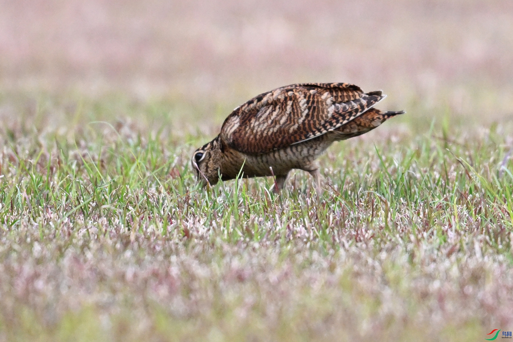 DSC_8739.JPG