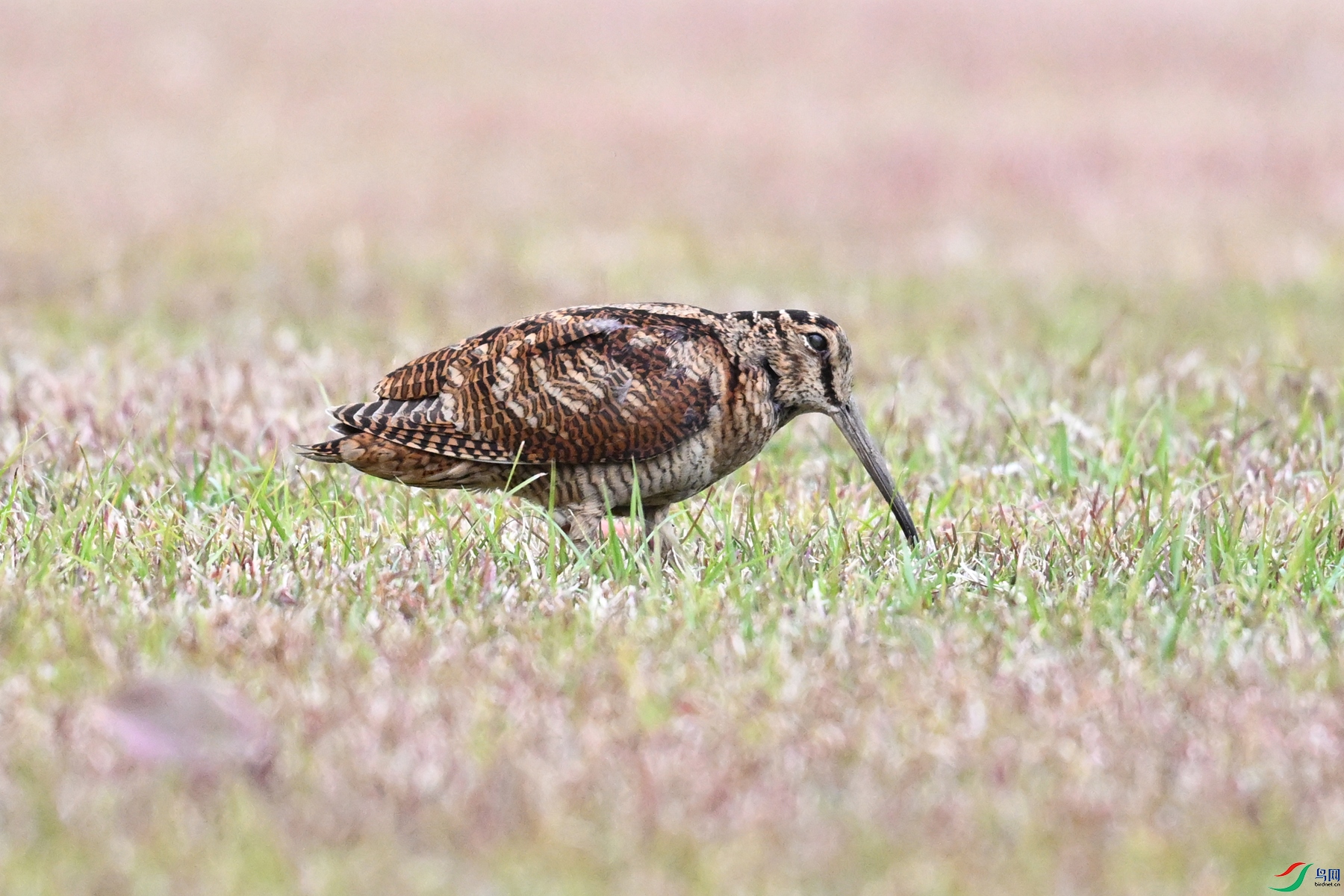 DSC_8724.JPG