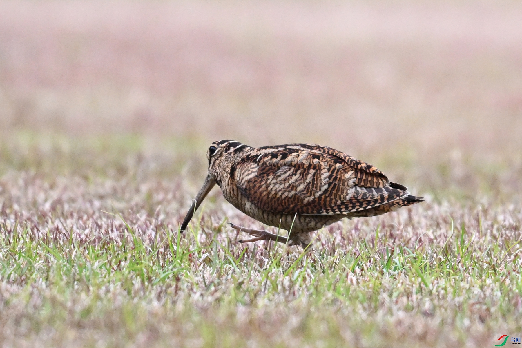DSC_8747.JPG