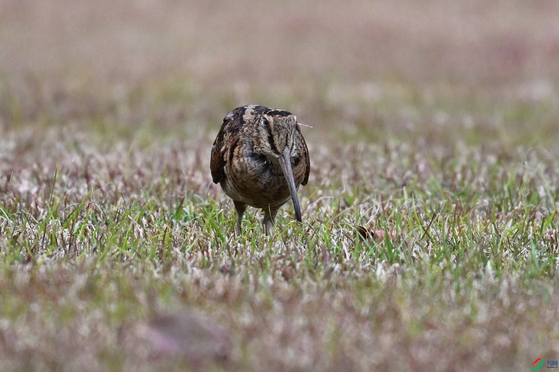 DSC_8706.JPG