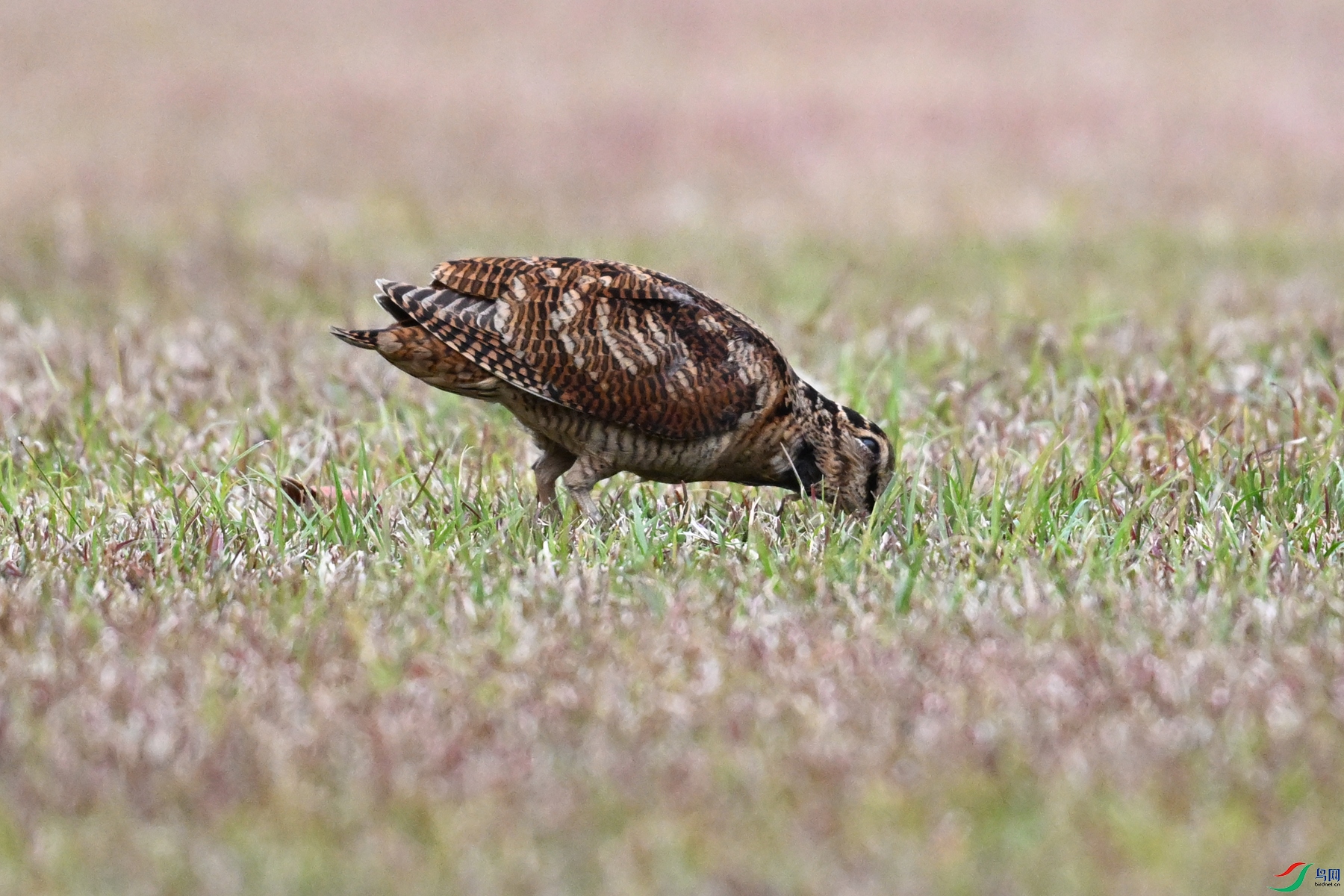DSC_8729.JPG