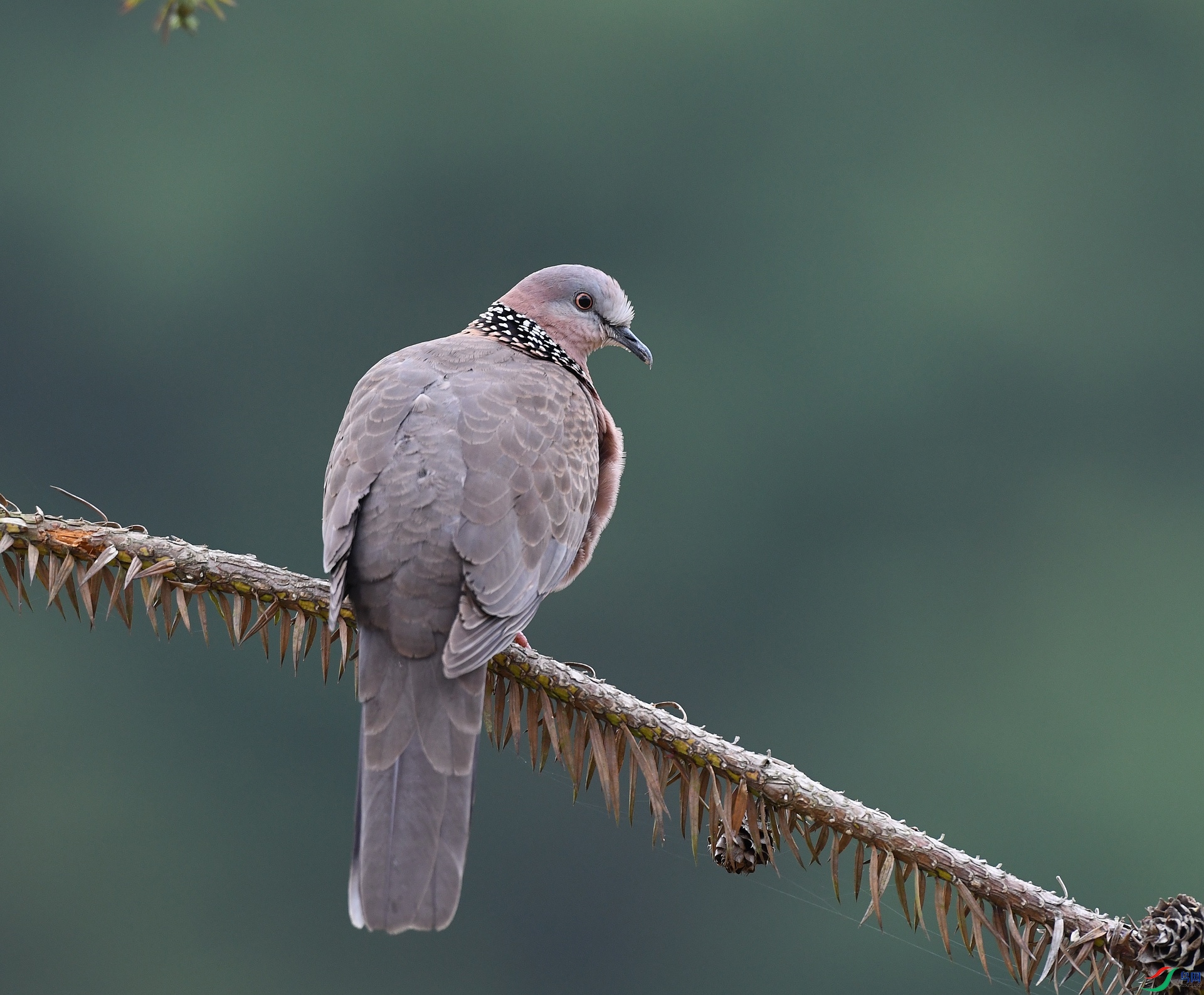 DSC_2502.jpg