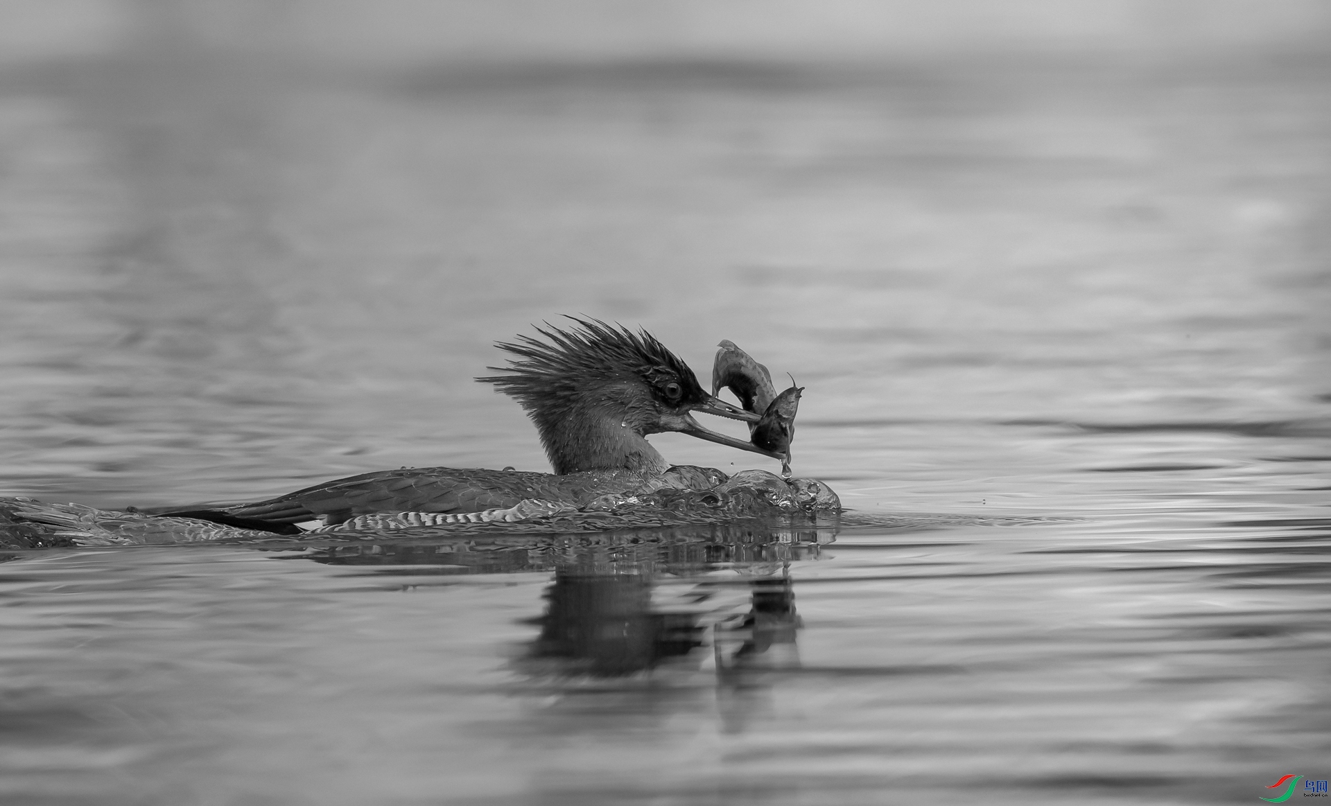 DSC_�л���ɳѼ-1-1.jpg