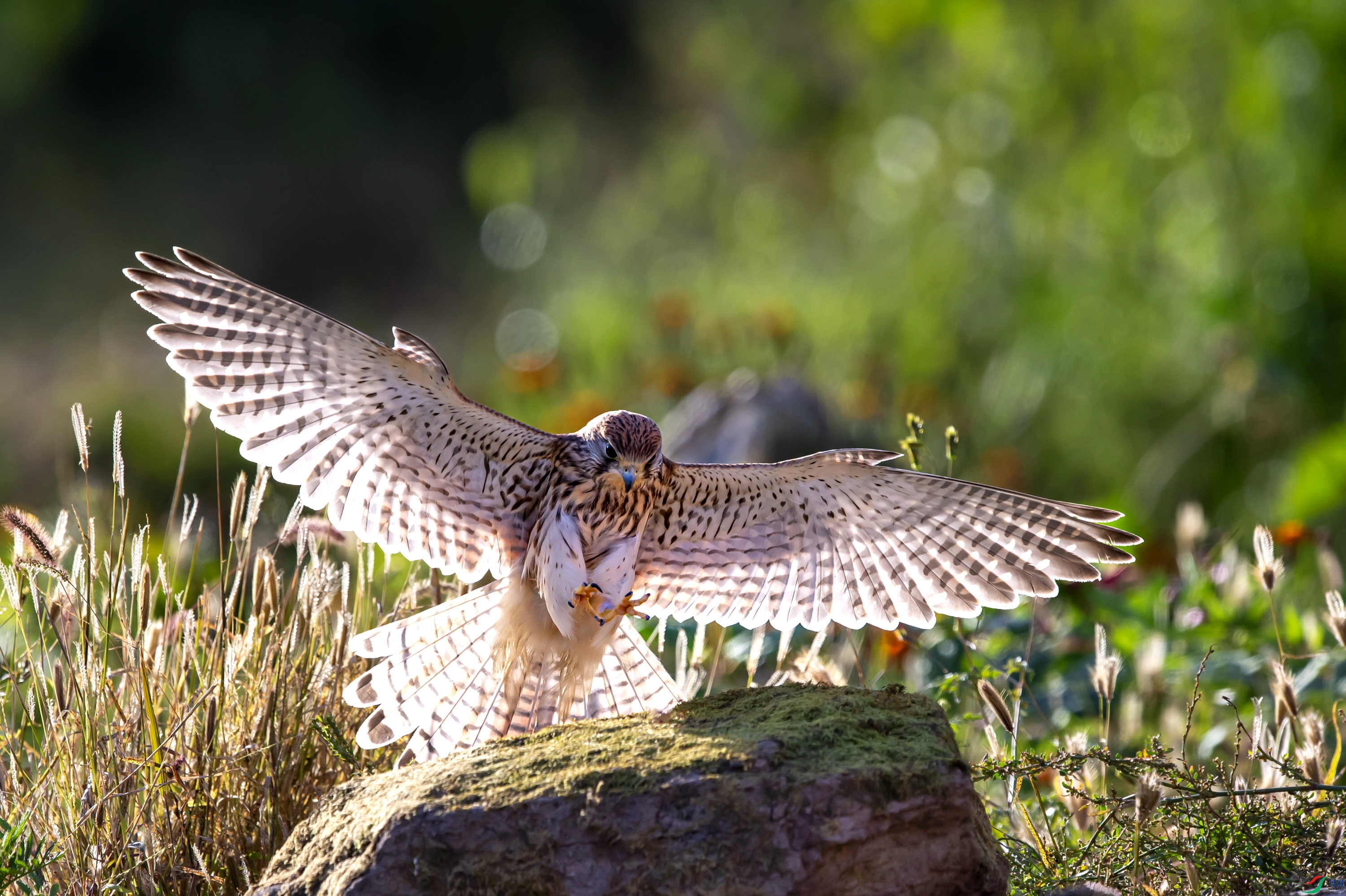 DSC_3916.jpg