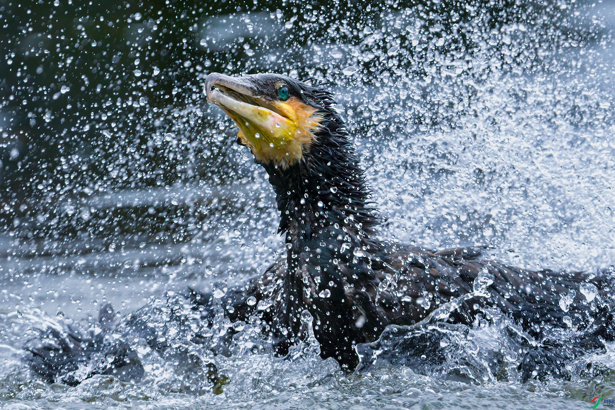 _DSC7989x.jpg