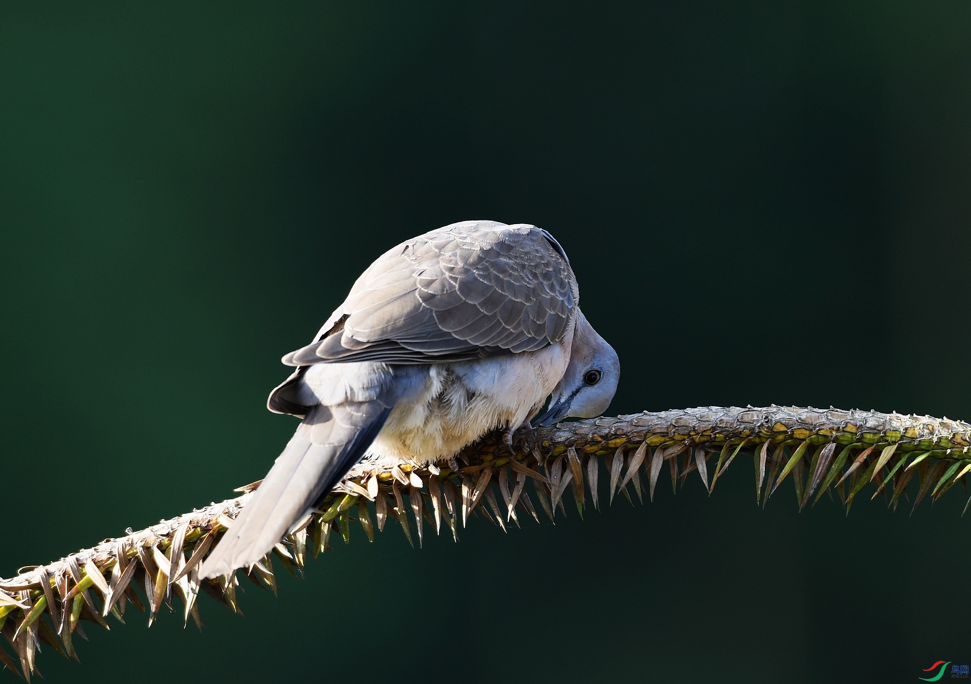 DSC_1687.jpg