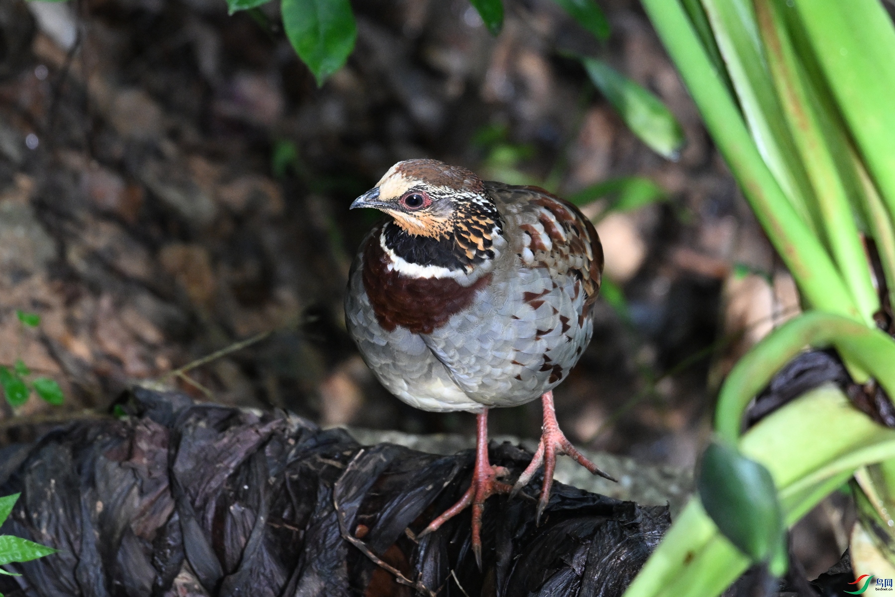 DSC_3777.JPG