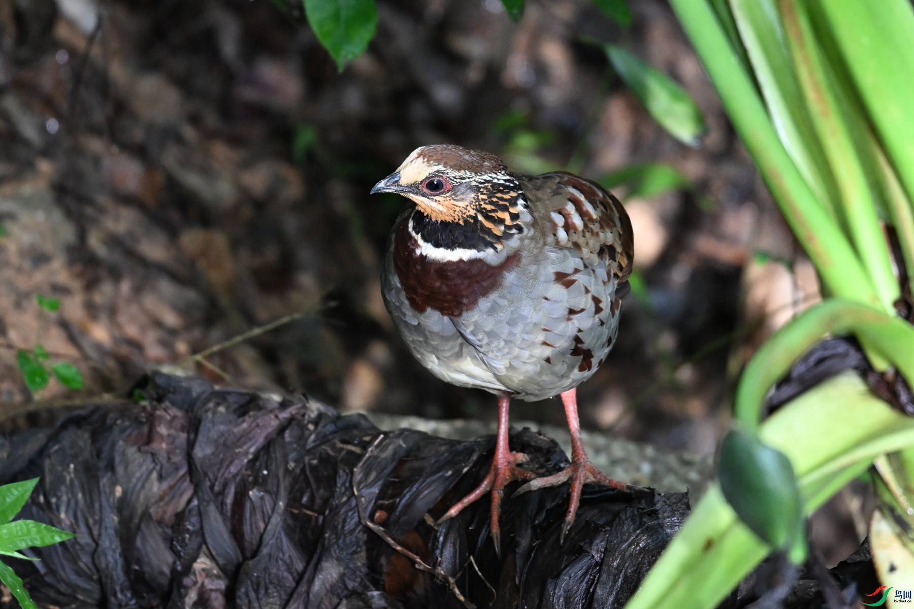 DSC_3778.JPG