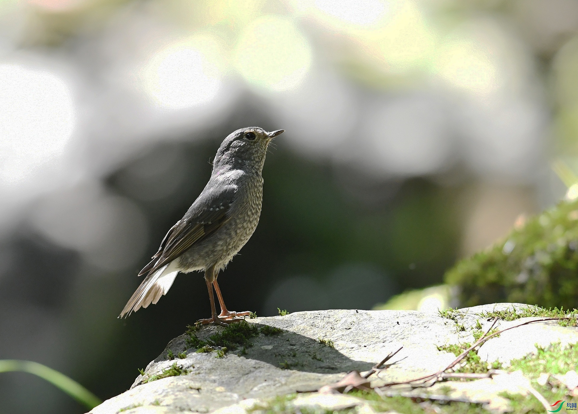 DSC_2323.jpg