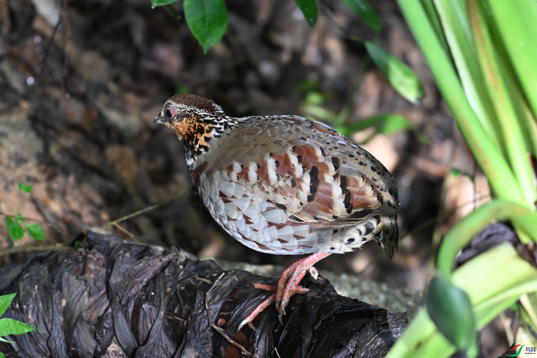 DSC_3801.JPG