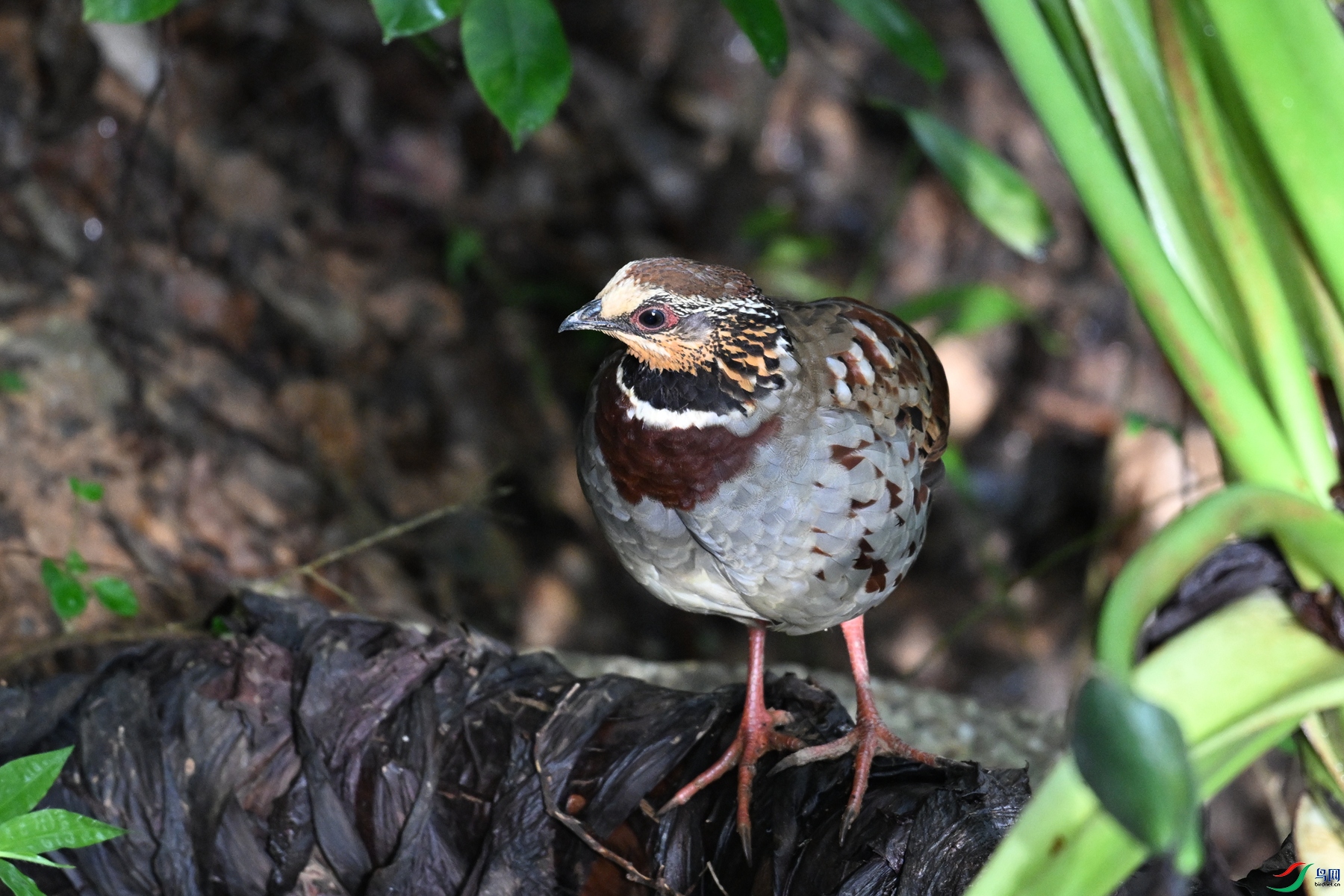 DSC_3780.JPG