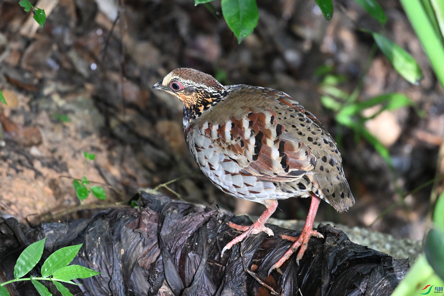 DSC_3804.JPG