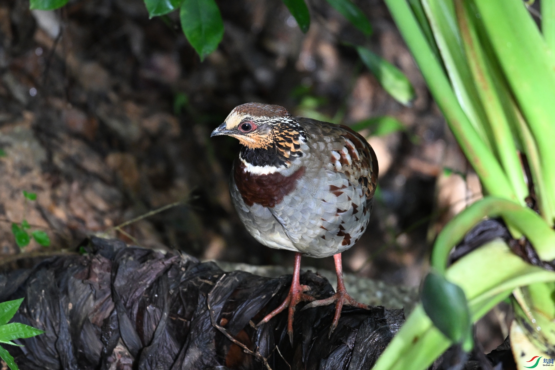 DSC_3782.JPG