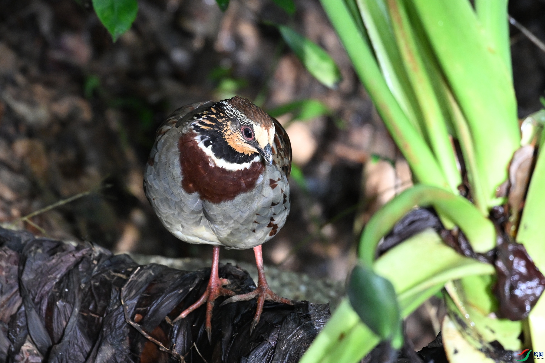 DSC_3784.JPG