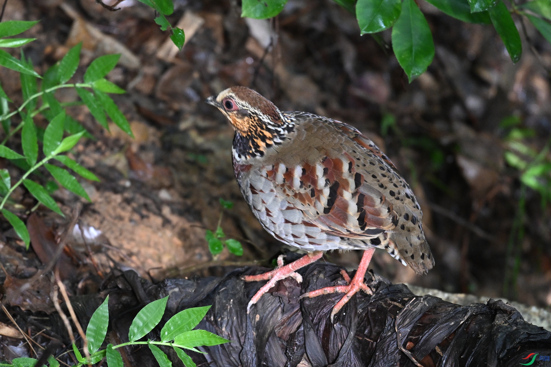 DSC_3809.JPG