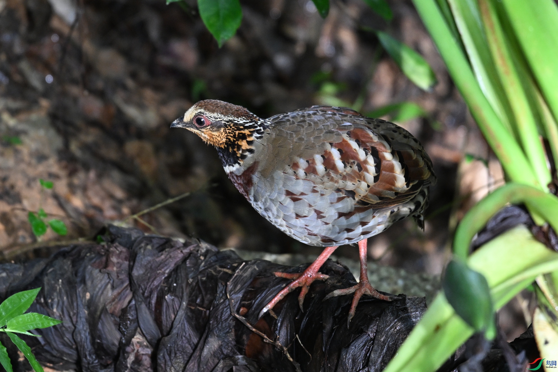 DSC_3791.JPG