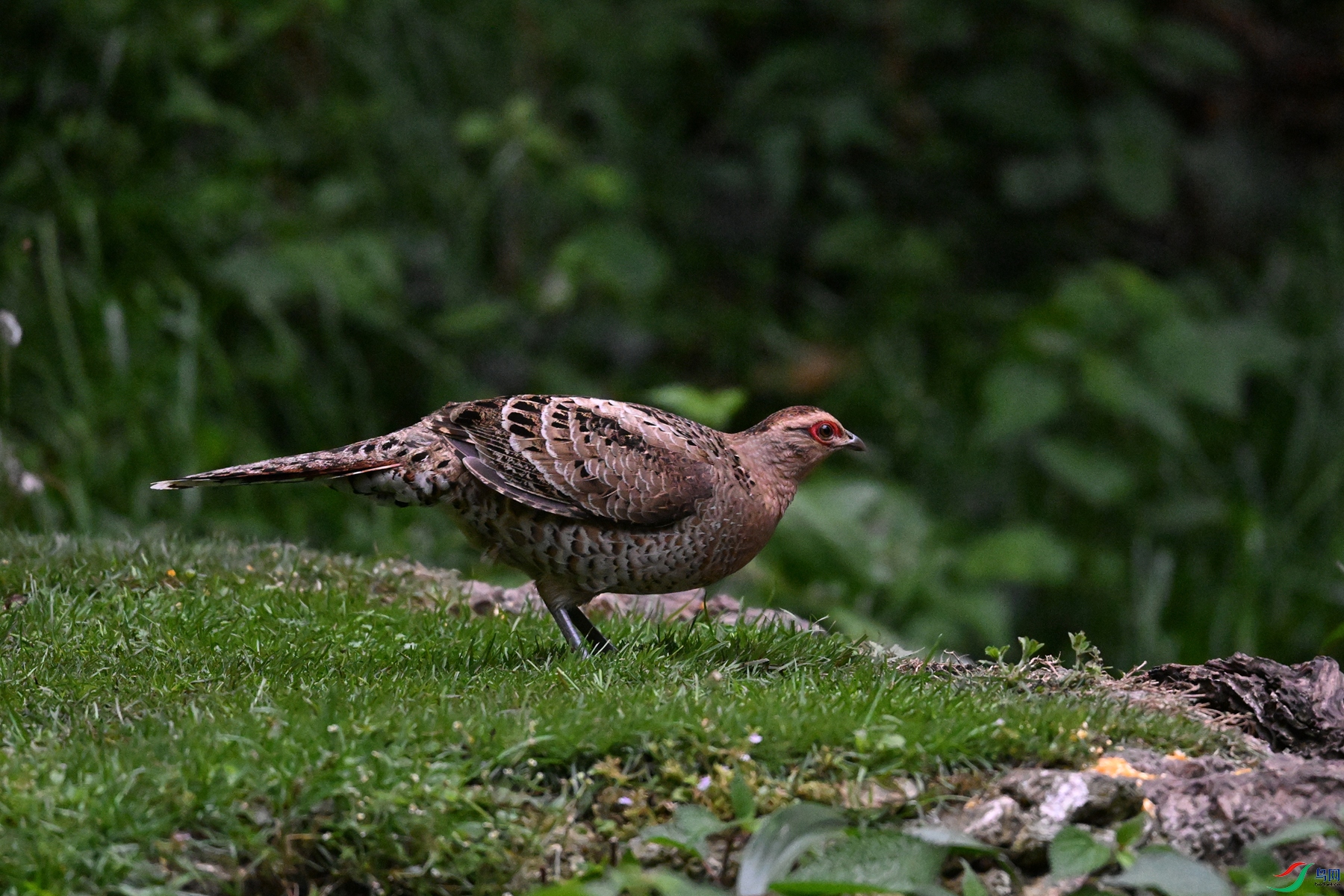 DSC_3134.JPG