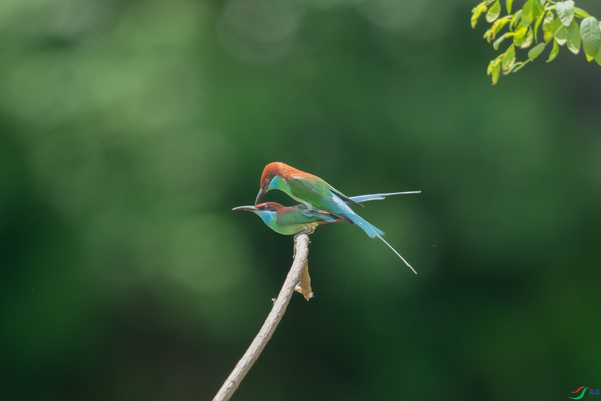 DSC_9421.jpg