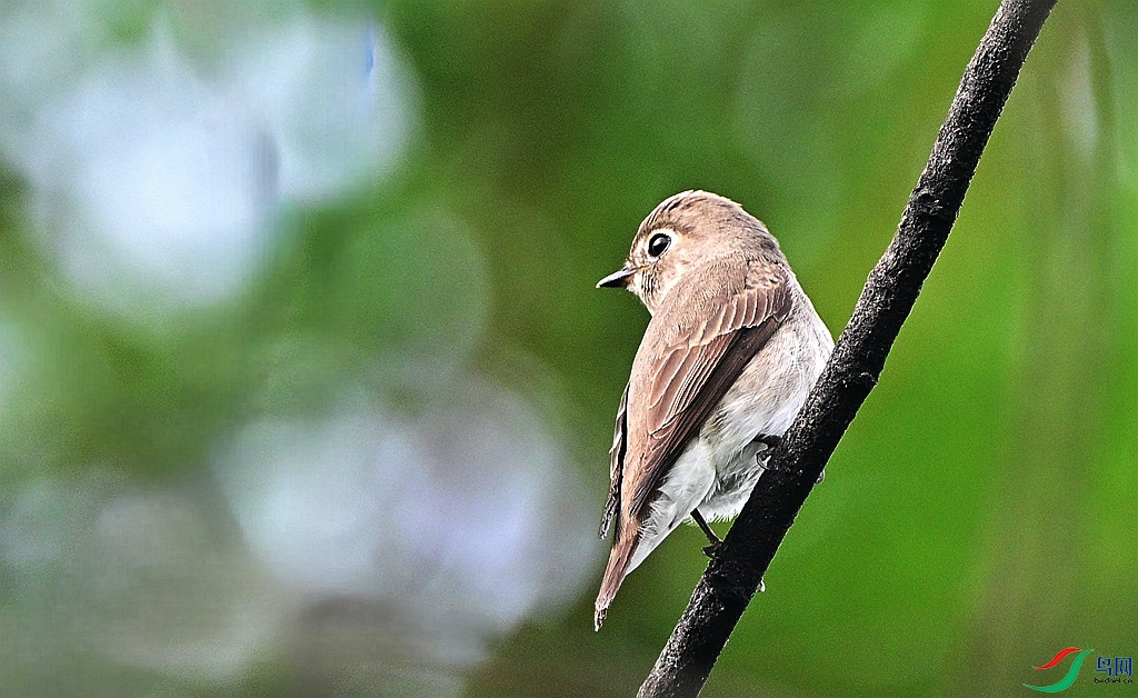 DSC_2953.JPG