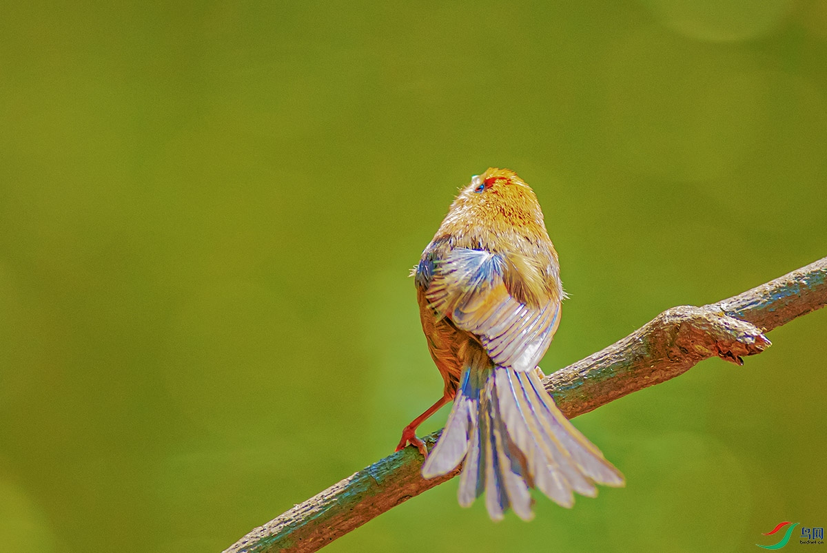 DSC_8053-����ǿ.jpg